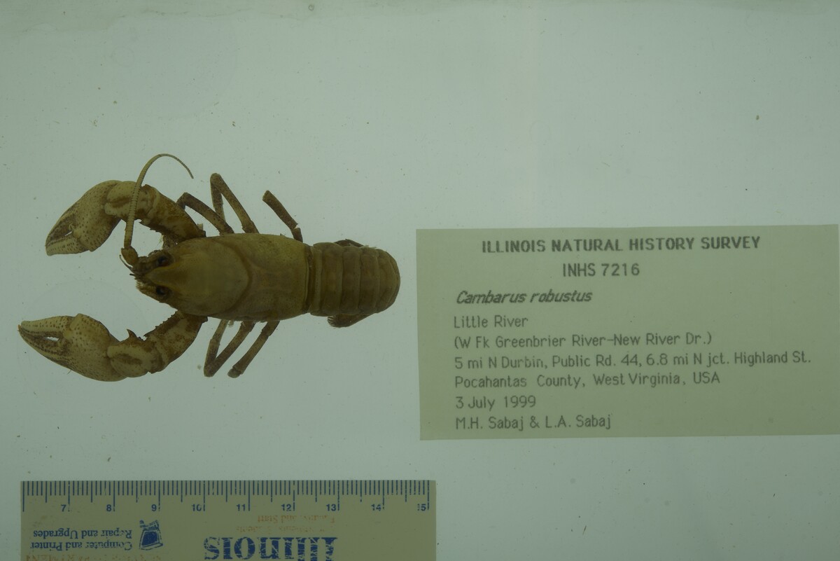 Cambarus robustus image
